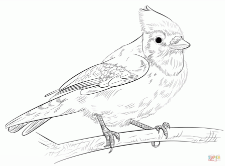 Blue jay on a branch coloring page | Free Printable Coloring Pages