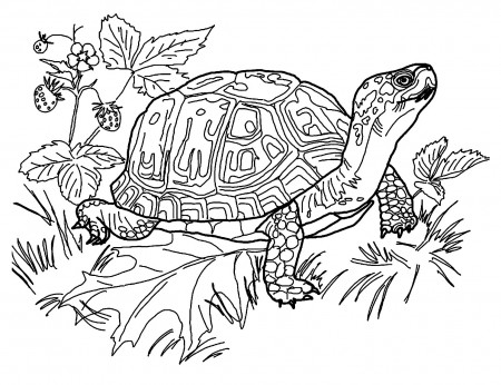 Turtle coloring pages to print - Turtles Kids Coloring Pages