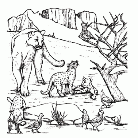 TPWD Kids: Color the West Texas Mountain Lions | Lion coloring pages, Animal  coloring pages, Cat coloring page