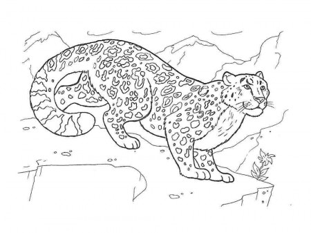 Snow Leopard coloring pages