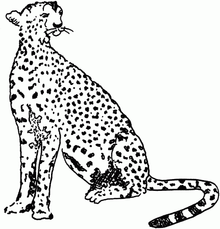 Free Cheetah Coloring Pages