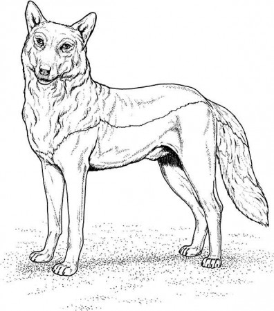 Gray Wolf Coloring Page