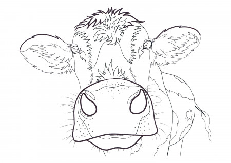 Cow Coloring Pages - Etsy Denmark