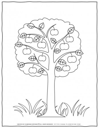 Apple Tree Drawing - Coloring Pages