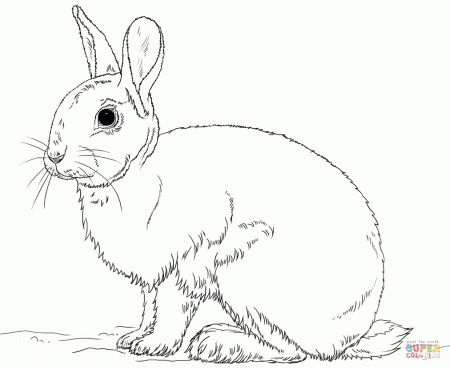 Rabbits coloring pages | Free Coloring Pages