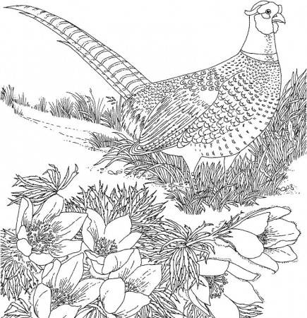 Ring-necked Pheasant Coloring Page - Free Printable Coloring Pages for Kids