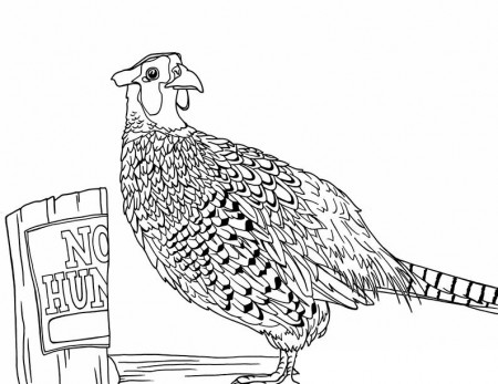 Beautiful Pheasant coloring book to print and online