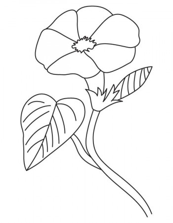 Open morning glory coloring page | Coloring pages, Coloring pages for kids,  Color