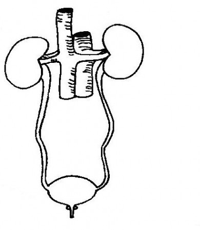 Anatomy and Physiology of Animals/Urinary System - Wikibooks, open ...