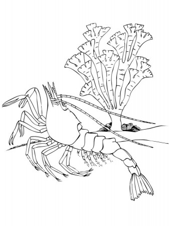 Coloring pages: Coloring pages: Shrimp, printable for kids ...