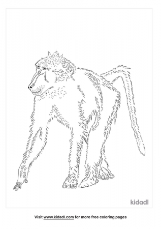 Chacma Baboon Coloring Pages | Free Animals Coloring Pages | Kidadl