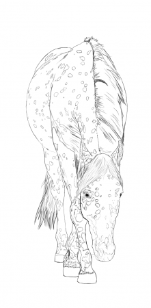 Appaloosa horse line art by StormsDestiny on deviantART | Horse coloring  pages, Horse coloring books, Horse drawings