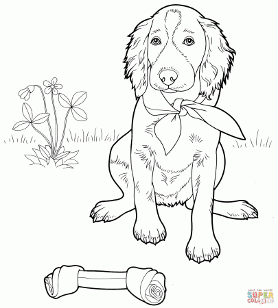 Irish Setter coloring page | Free Printable Coloring Pages