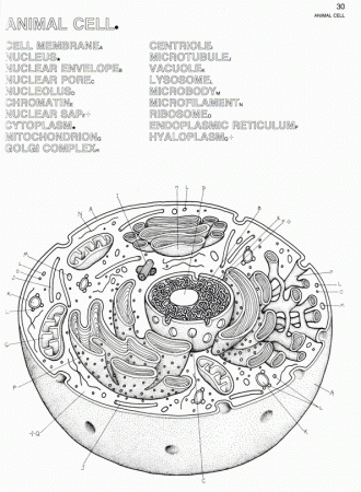 Animal Cell Structure
