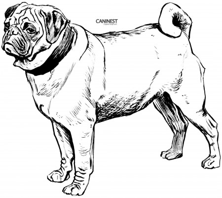 Coloring Pages Of Dogs And Puppies Printable Dog Coloring Dogs ...