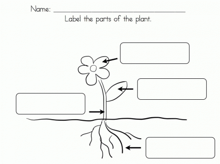 Reading Free Coloring Pages Of Plant Growth, See Plant Life Cycle ...