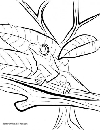Printable Coloring Pages of Rainforest Animals - Rainforest 