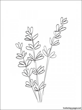 Lavender coloring and printable page | Easter coloring pages, Flower coloring  pages, Lavender