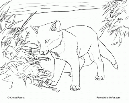 14 Pics of Baby Wolf Dog Coloring Page - Wolf Pup Coloring Pages ...