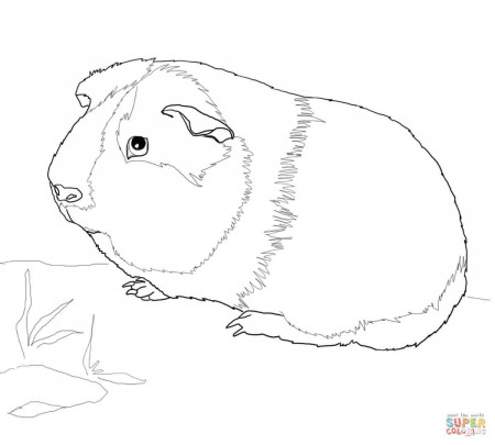 Guinea pig coloring pages | Free Coloring Pages