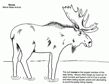 Step by Step to Color Moose Coloring Pages - Toyolaenergy.com