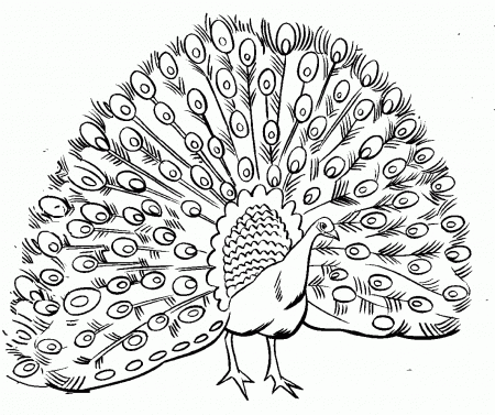 Related Peacock Coloring Pages item-11000, Peacock Coloring Pages ...