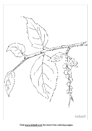 Poison Ivy Coloring Pages | Free Plants Coloring Pages | Kidadl