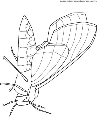 Moth Coloring Page | Audio Stories for Kids | Free Coloring Pages |  Colouring Printables