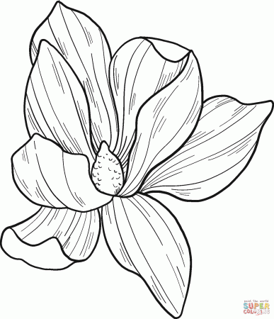 Magnolia Flower Coloring Pages - Magnolia Coloring Pages - Coloring Pages  For Kids And Adults