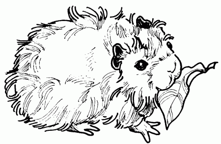 Guinea pig black and white clipart - ClipartFest