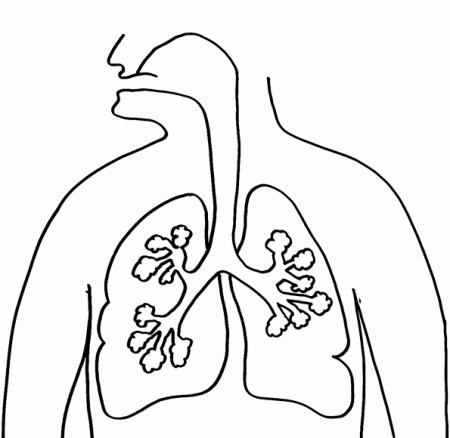 Free Respiratory System Coloring Page, Download Free Respiratory System Coloring  Page png images, Free ClipArts on Clipart Library