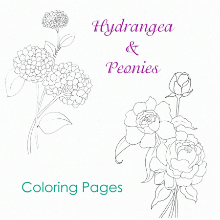 Hydrangea and Peonies Coloring Pages