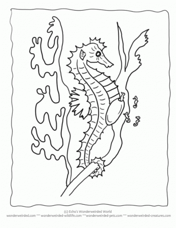 Free Seahorse Coloring Page Collection of Seahorse Pictures to Color