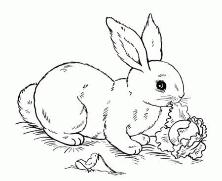Easter Bunny Coloring Page - Free Coloring Pages For KidsFree 