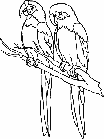 realistic woodpecker Colouring Pages (page 2)