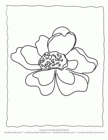 Flower Coloring Sheets Anemone,Free Printable Flower Coloring 