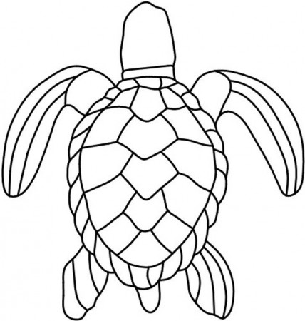 Turtle Shell Patterns