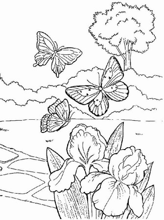 Butterflies and flowers | Coloring Pages