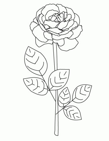 Coloring Pages - Rose2