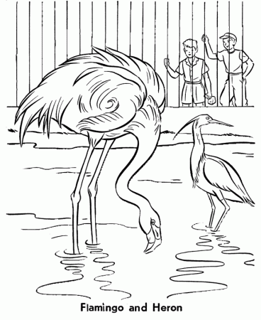 Zoo Birds Coloring Pages | Zoo Flamingo and Heron Birds Coloring 