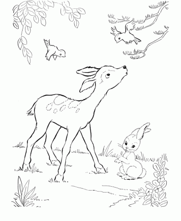 Deer coloring pictures, deep forest coloring picture