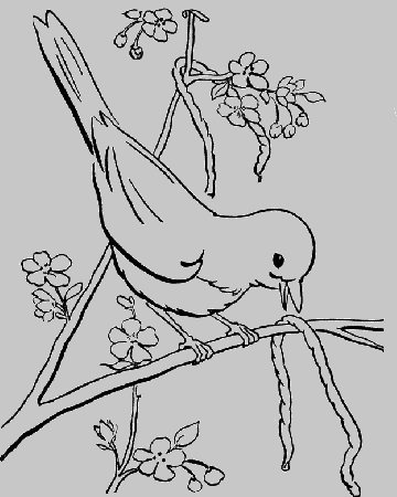 Bird Eating Caterpillar Coloring Pages - Birds Coloring Pages 