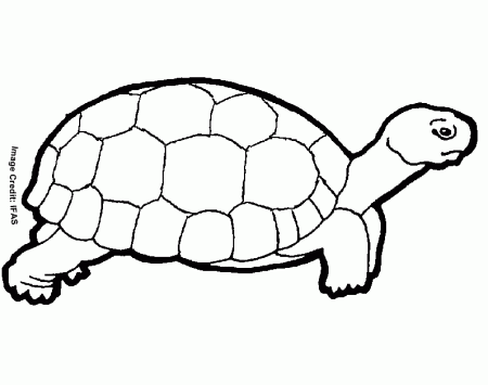 Turtle - Free Coloring Pages for Kids - Printable Colouring Sheets
