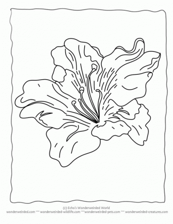 flower lilies Colouring Pages (page 3)