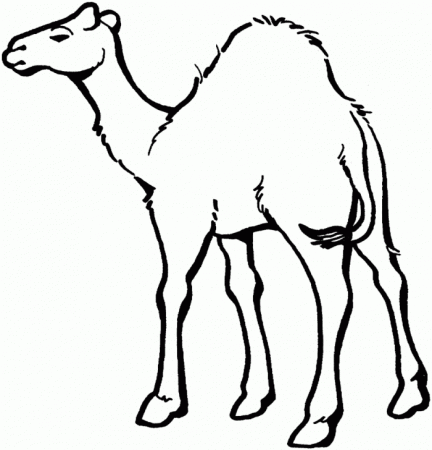 Camel Coloring Page | 99coloring.com