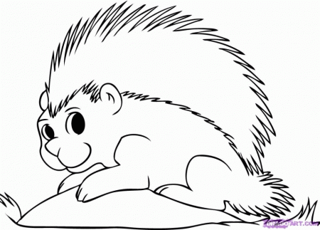 Porcupines Colouring Pages Page 3 211281 Porcupine Coloring Page