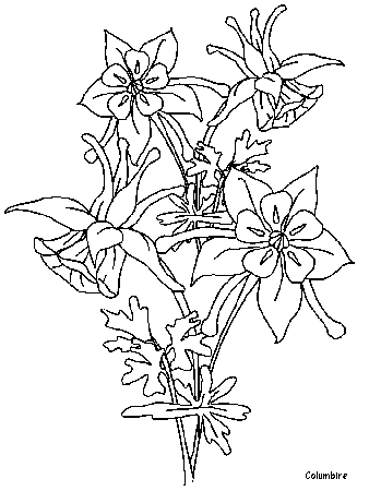 Printable Columbine Flowers Coloring Pages - Coloringpagebook.com