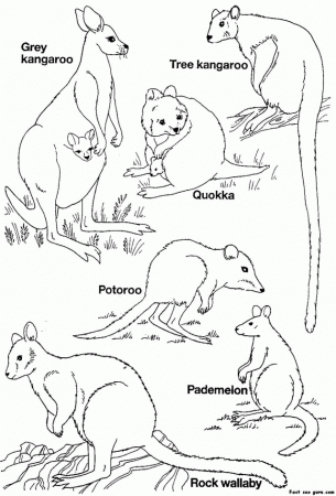 Printable Australian Animals Coloring Pages 246563 Australian 