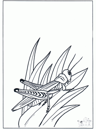 Grass-hopper - Insects coloring page