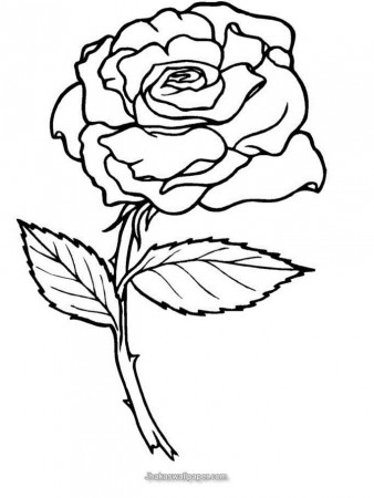 Printable Rose Flower Coloring Pages | Jhakaswallpaper.